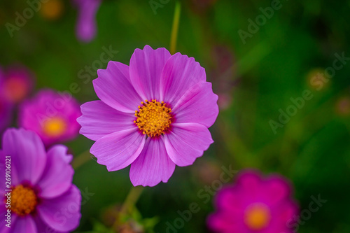 Summer pink flowers. Beautiful flowers. . Rose Flower Petals