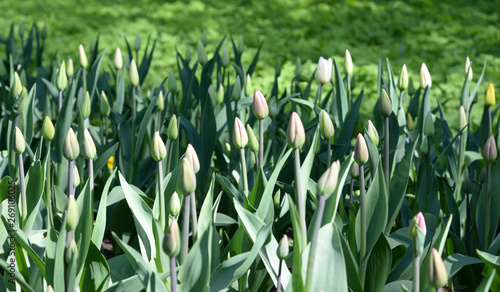 Unblown tulips closeup.