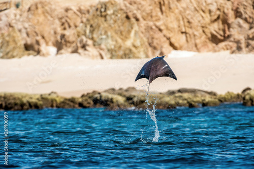 Mobula ray jumping out of the water. Mobula munkiana, known as the manta de monk, Munk's devil ray, pygmy devil ray, smoothtail mobula, is a species of ray in the family Myliobatida. Pacific ocean photo