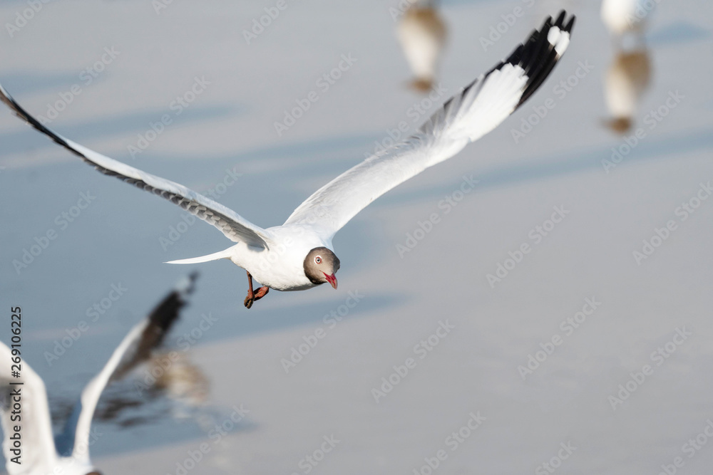 Seagull bird flying on nature background. Close up view of bird seagull flying in sky at Bangboo Samut Prakan Thailand. Seagull bird flying on nature background. Close up view of bird seagull flying in sky at Bangboo Samut Prakan Thailand.