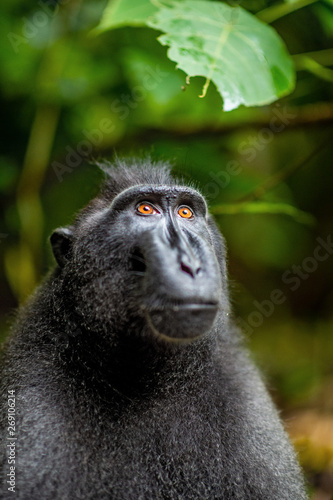 The Celebes crested macaque. Close up portrait. Crested black macaque, Sulawesi crested macaque, or the black ape. Natural habitat. Sulawesi. Indonesia.