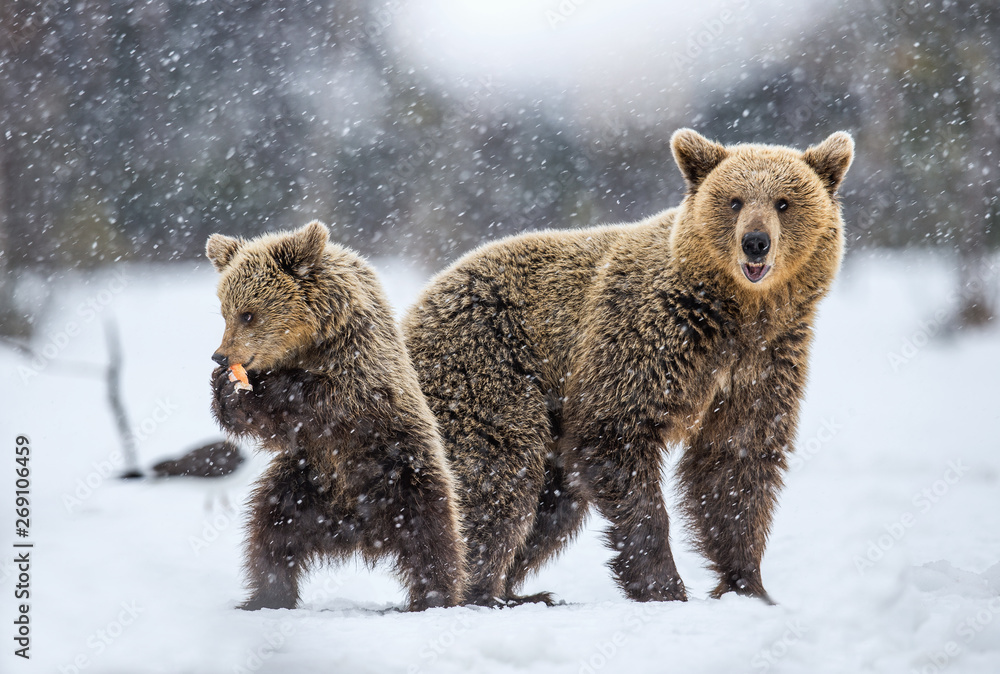 Obraz premium She-Bear and bear cub on the snow in snowfall. Bear cub standing on his hind legs. Brown bears in the winter forest. Natural habitat. Scientific name: Ursus Arctos Arctos.