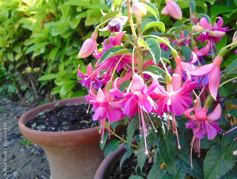 Pink and purple Fuchsia hybrida Bella Rosella (Hybrid fuchsia Bella Rosella) growing in the garden in spring during the flowering period. Pink and purple Fuchsia hybrida Bella Rosella (Hybrid fuchsia Bella Rosella) growing in the garden in spring during the flowering period.