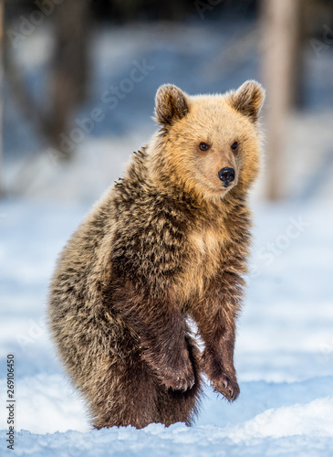 Brown bear cub standing on his hind legs on the snow in the winter forest. Natural habitat. Scientific name: Ursus Arctos Arctos.