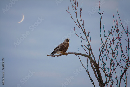 Rough-legged Hawk on tree branch with moon crescent behind