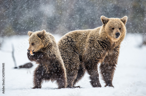 Fotografia, Obraz She-Bear and bear cub on the snow in snowfall
