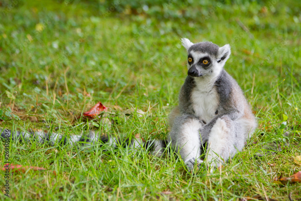 Obraz premium Lemur is sitting on the grass and thinking