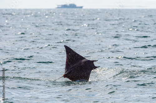 Mobula ray jumping out of the water. Mobula munkiana, known as the manta de monk, Munk's devil ray, pygmy devil ray, smoothtail mobula, is a species of ray in the family Myliobatida. Pacific ocean photo