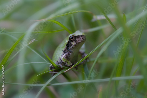 Extreme close-up of green colored Gray Treefrog standing on glass blades