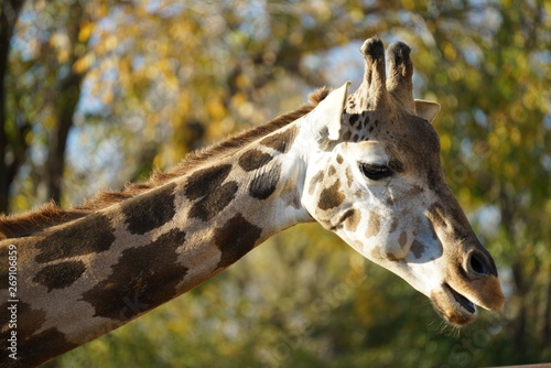 Photography portrait of giraffe