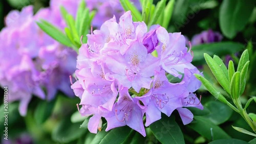 Video of bright rhododendron close up, spring fresh flowers photo