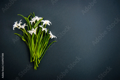 Small white chionodoxa flowers on dark green background