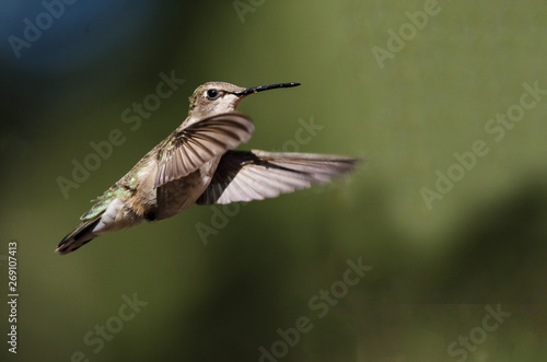 Black-Chinned Hummingbird Hovering in Flight Deep in the Forest © rck