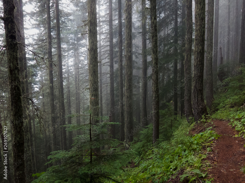 Foggy forest scene in Washington State Foggy forest scene in Washington State