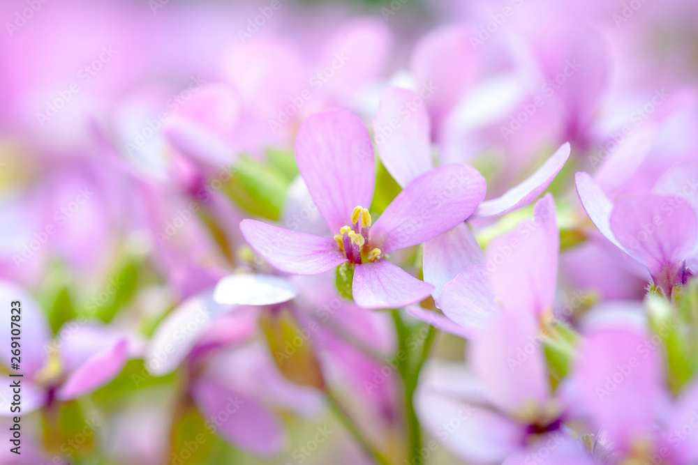 Aubrieta flower with beautiful bokeh. little violet plants. soft focus. Aubrieta flower with beautiful bokeh. little violet plants. soft focus.