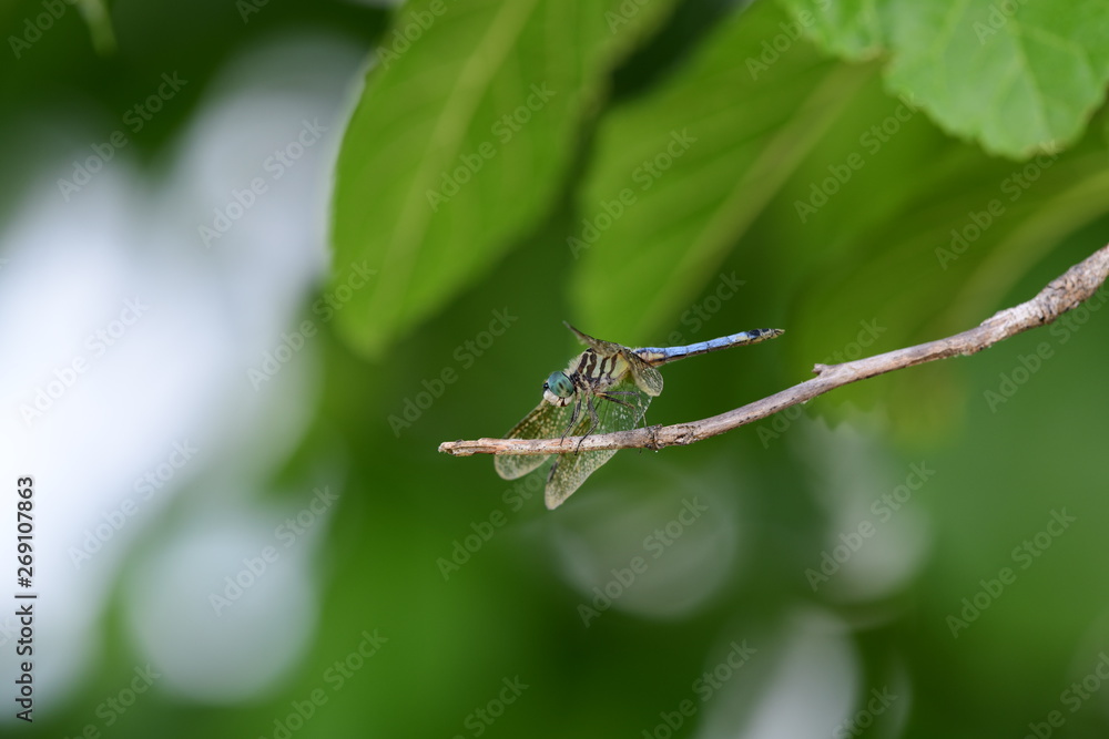 dragonfly in natural green surroundings dragonfly in natural green surroundings