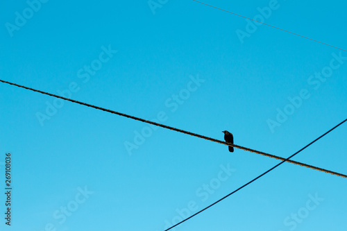 Crow on power line with blue sky in background