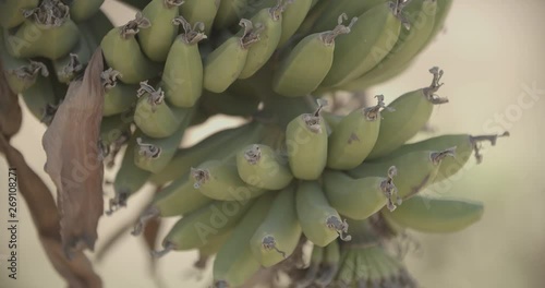 Banana Plant 2