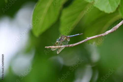 dragonfly in natural green surroundings