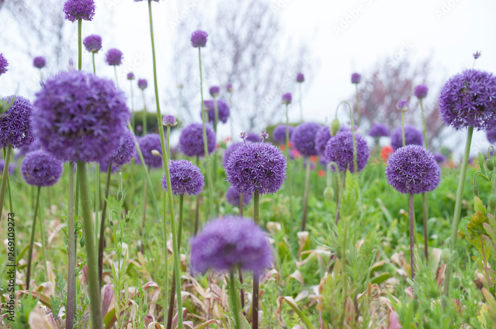 Obraz premium 보라색 꽃