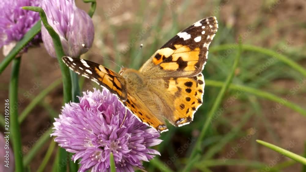 Urticaria butterfly takes nectar with proboscis of honey flowers of lettuce onion. Aglais urticae, Nymphalis urticae diurnal butterfly from family Nymphalidae, species of genus Aglais. insects garden Urticaria butterfly takes nectar with proboscis of honey flowers of lettuce onion. Aglais urticae, Nymphalis urticae diurnal butterfly from family Nymphalidae, species of genus Aglais. insects garden