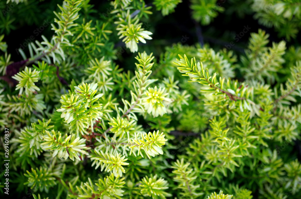 Foliage 1 Foliage 1