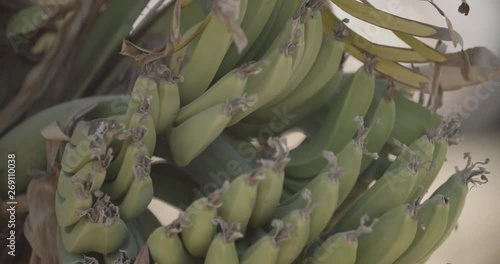 Banana Plant