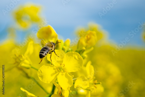 Honeybee isolated on canola flower under blue sky
