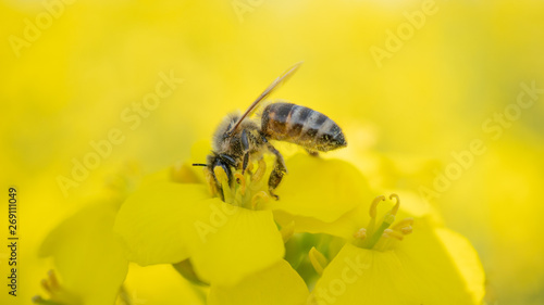 Working bee isolated on canola flower © gala