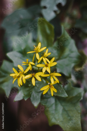 Flor amarela
