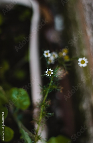 Flor branca
