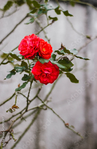 Rosas