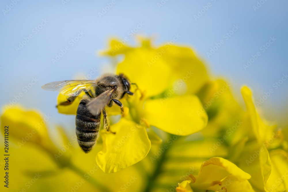 Working bee isolated on canola flower under blue sky Working bee isolated on canola flower under blue sky
