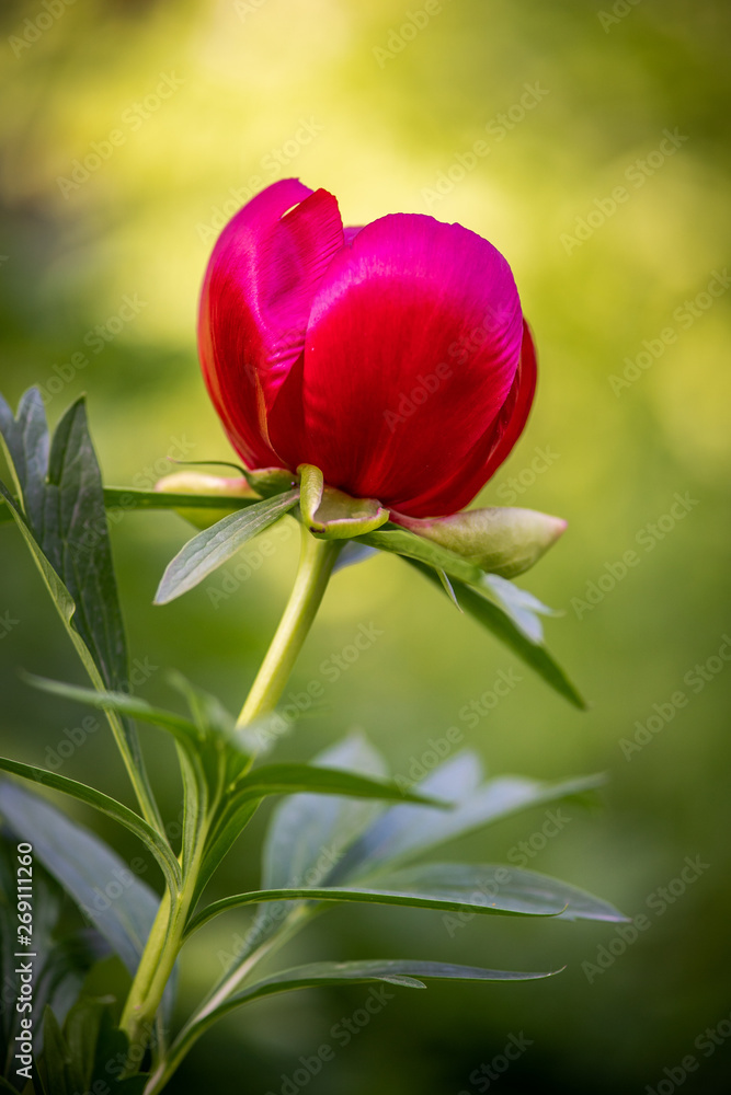 Naklejka premium Isolated blooming red peony