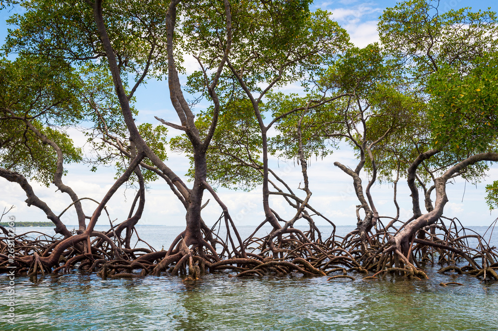 Scenic view from inside a mangrove swamp looking out at the tranquil horizon on the coast in Bahia, Brazil Scenic view from inside a mangrove swamp looking out at the tranquil horizon on the coast in Bahia, Brazil