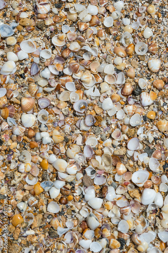 Abstract natural background of textured pile of seashells in full frame close-up
