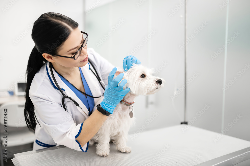 Dark-haired vet with ponytail wearing gloves while examining dog Dark-haired vet with ponytail wearing gloves while examining dog