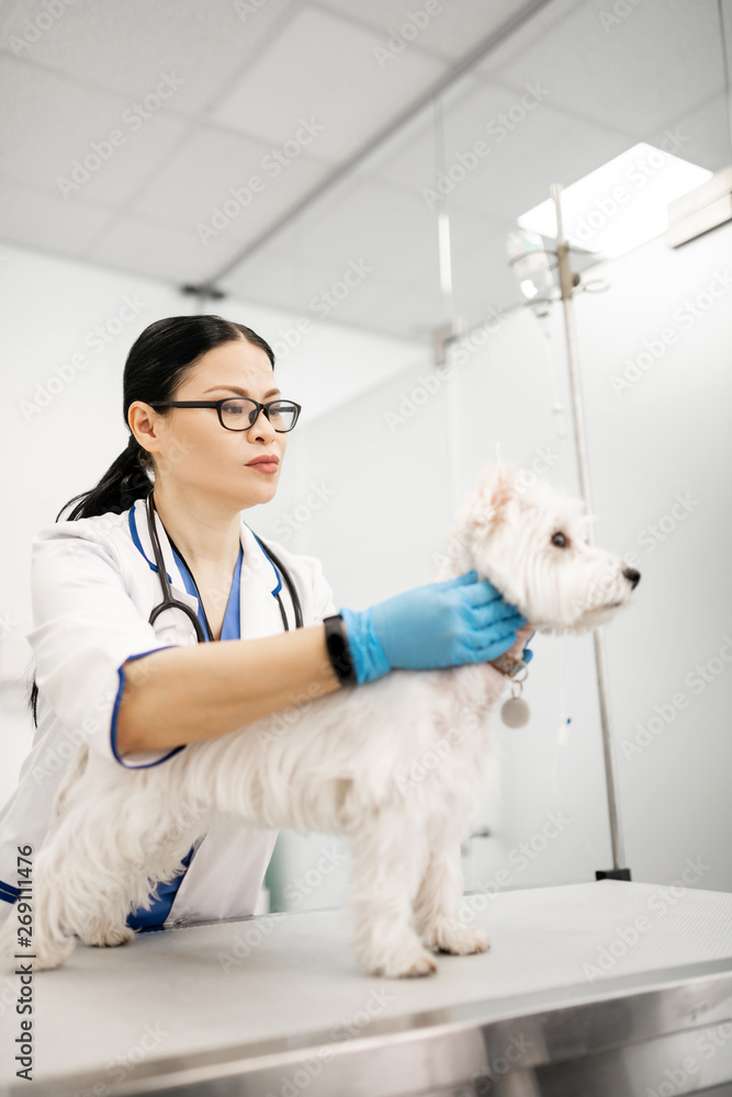 Vet wearing white coat and blue gloves examining white dog Vet wearing white coat and blue gloves examining white dog