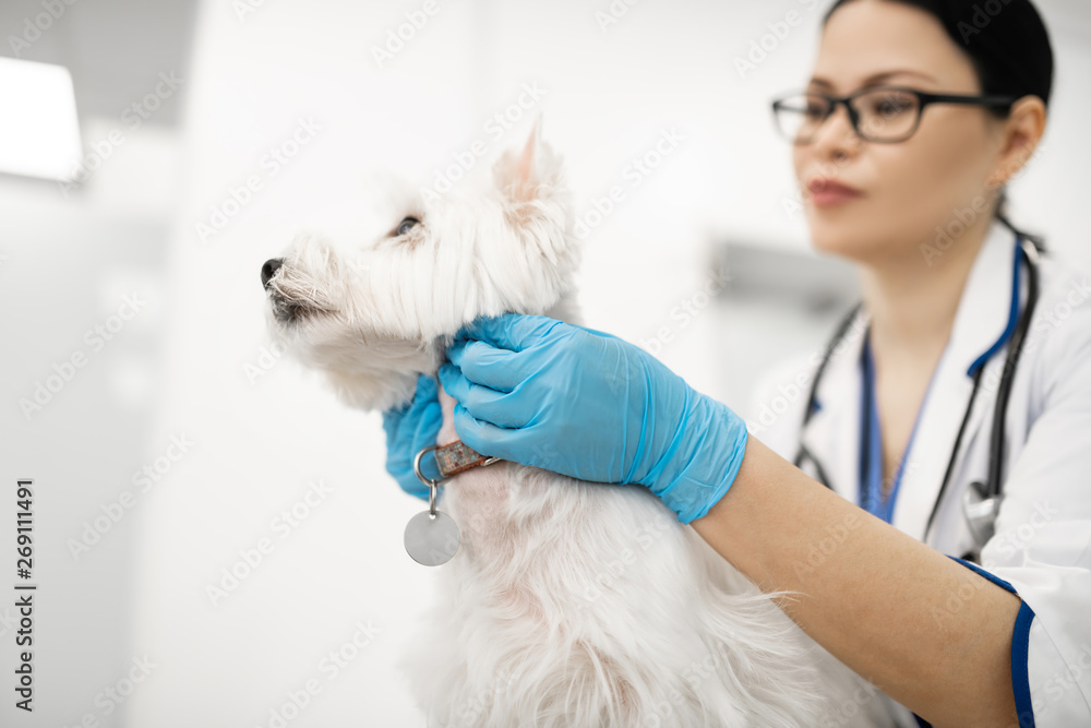 Dark-haired vet examining white dog sitting calm near her Dark-haired vet examining white dog sitting calm near her