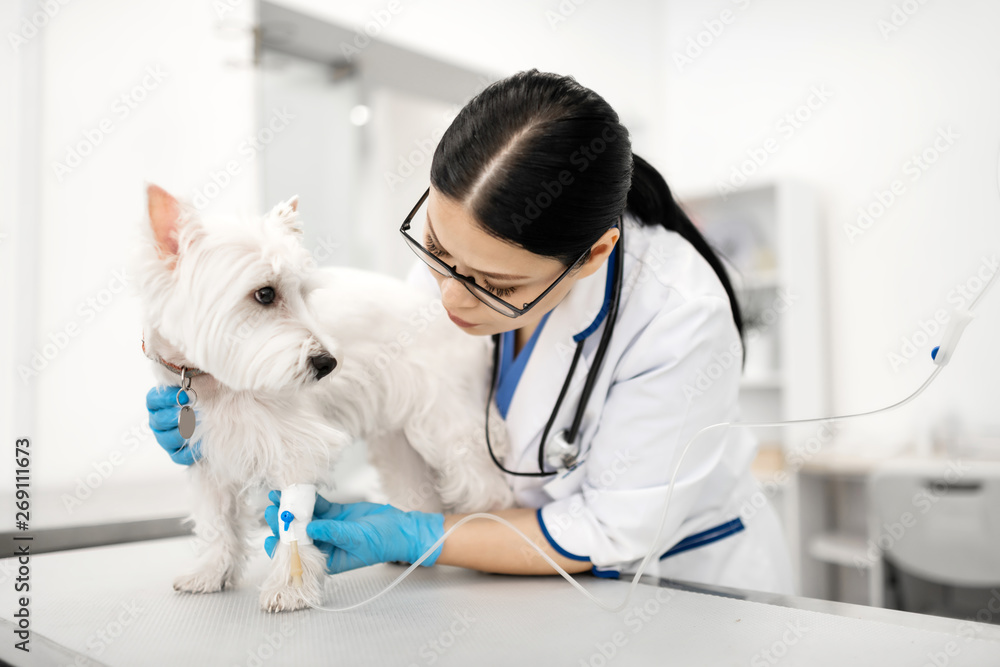 Professional vet wearing glasses setting up the drip for white dog Professional vet wearing glasses setting up the drip for white dog