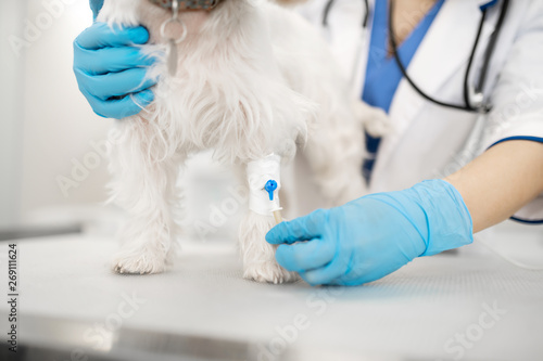 Fototapeta Naklejka Na Ścianę i Meble -  Close up of vet wearing gloves making injection for dog