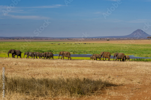 A herd of elephants walks through swampy grasslands in Tanzania