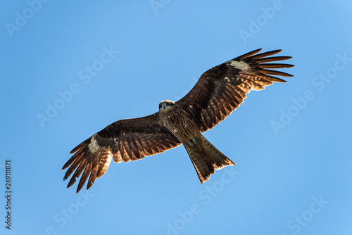 black kite Milvus migrans in flight taken in Fukuoka  Japan