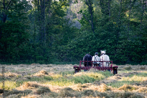 Amish Farmer Raking Hay at Dusk