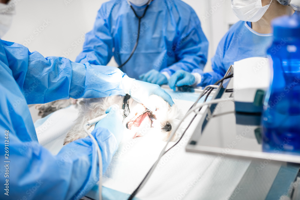 Vet dentists feeling busy while operating little white dog Vet dentists feeling busy while operating little white dog