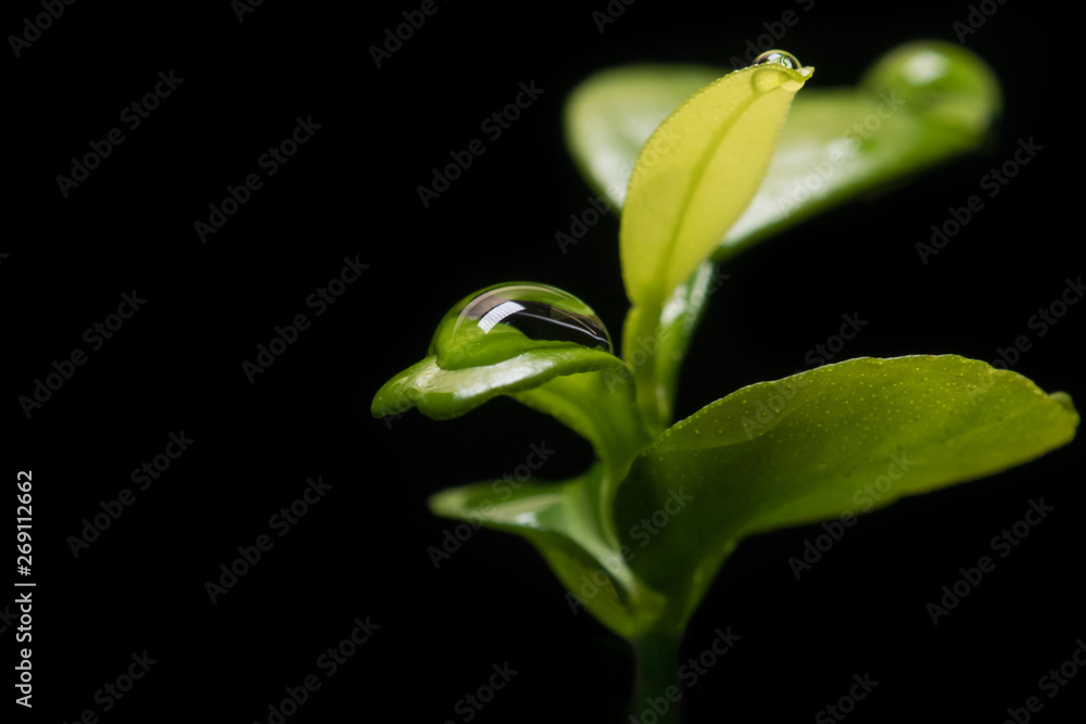 Water drop on leaf of citrus tree seedling. Closeup / macro on black background. Space on left for text Water drop on leaf of citrus tree seedling. Closeup / macro on black background. Space on left for text
