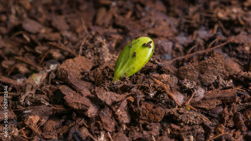 Young citrus tree seedling just sprouted from the earth.