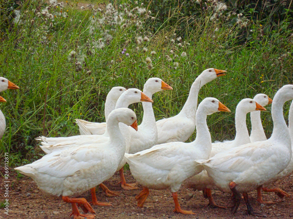 Obraz premium Domestic geese are on the road.