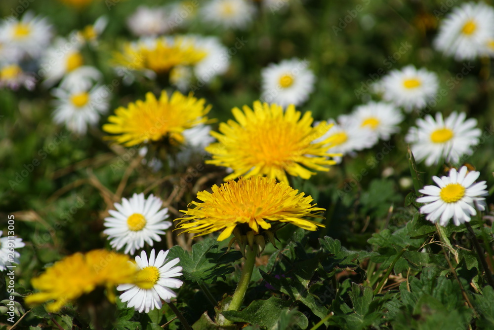 flowers blooming in the summer flowers blooming in the summer