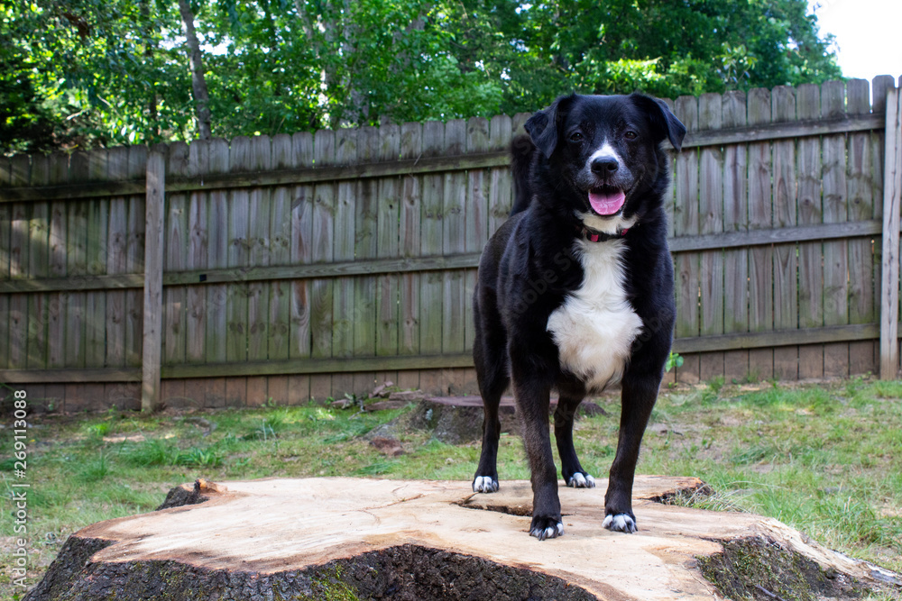 Dog on Stump